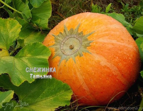 Фото рецепта