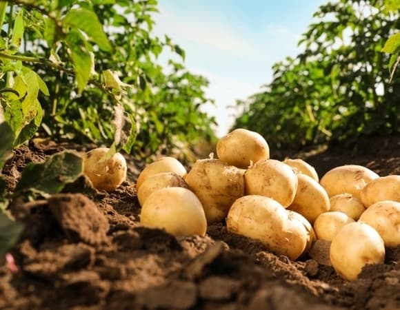 Названа ядовитая часть картофеля