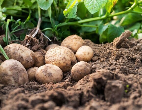 Ученые нашли антибиотик широкого спектра действия в обычном картофеле